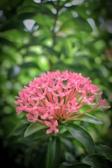 Ixora