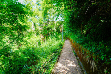 Fototapeta na wymiar Pathway in the green park in hostens pine forest
