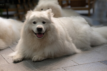 big white dog lying on the background