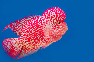 Color fish on the blue background, wallpaper