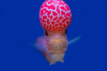 Color fish on the blue background, wallpaper