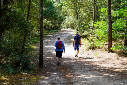 Senior Couple Walking Rear Behind View Path In Woodland Forest Outside Park Of Pine Tree