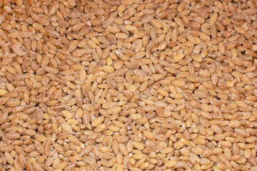Wheat texture, grain background