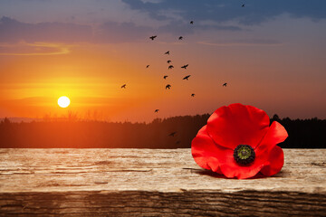 Poppy pin for Remembrance Day. Poppy flower on old beautiful high grain, detailed wood on background of sunset sky with flying bird.