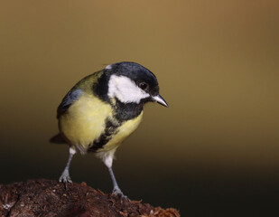 Great tit