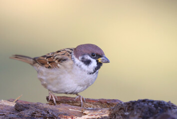 tree sparrow