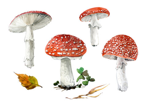 Mushrooms clip art watercolor. Fly agarics. Four red mushrooms on a white background. Autumn season. Watercolor illustrations for postcards, stickers, websites, etc.