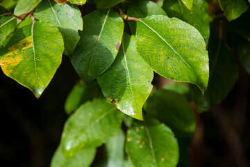 Naklejka na ściany i meble green leaves of a tree