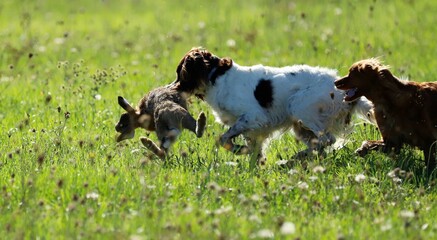 C'est mon lièvre, c'est moi qui le rapporte à mon maître!