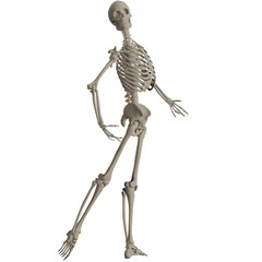 skeleton posing 3d render illustration