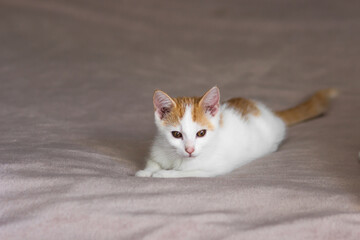 Cute white and red cat lying in bed and takes a nap. Pastel blanket background. Young cat relaxing at bedroom.