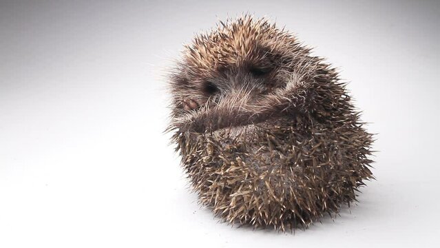 hedgehog curled up sleeping on a white background