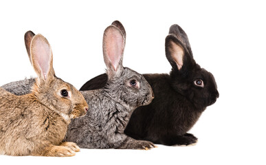 Three rabbits of different colors sitting together isolated on white background