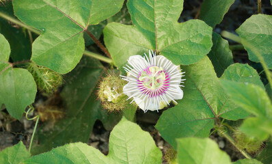 Passion fruit flower blossom close up shot