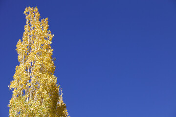 Bright yellow trees against a clear blue sky. Isolated tree with bright yellow autumn foliage...