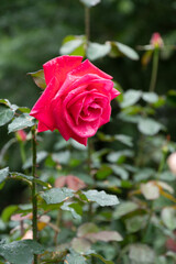 薔薇