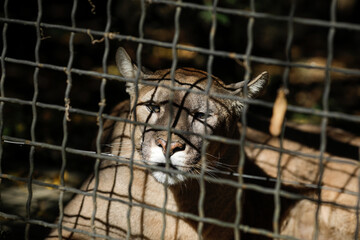 Caged cougar in an eastern European zoo. Caged wildlife. Animal abuse.