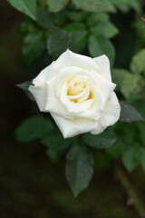 薔薇