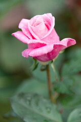 薔薇