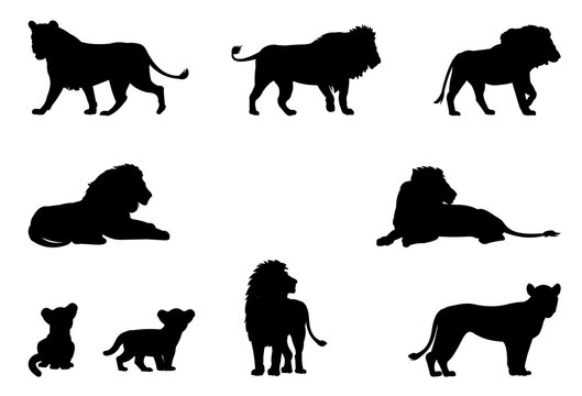 Lions set. Silhouette picture. African savanna predator. Dangerous animal in natural conditions. Isolated on white background. Vector.