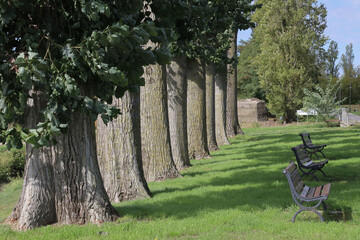 Natural tree trunks of poplar in a countryside setting