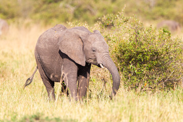 Naklejka na ściany i meble Elephant grazing on the open savannah of the Masai Mara, Kenya