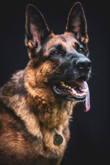 german shepherd dog
