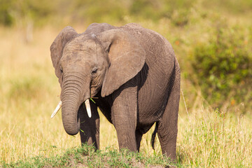 Fototapeta na wymiar Elephant grazing on the open savannah of the Masai Mara, Kenya