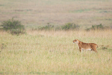 Young lioness walks alone across the Masai Mara, Kenya