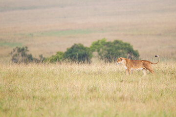 Naklejka na ściany i meble Young lioness walks alone across the Masai Mara, Kenya