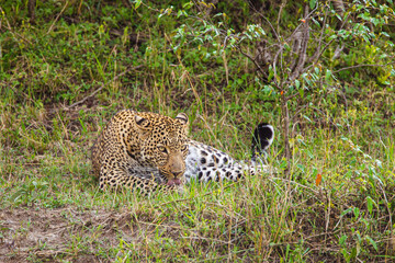 Female leopard resting in the heat of the Masai Mara, Kenya