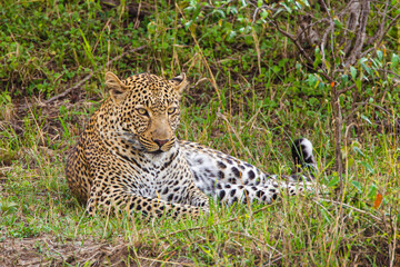Female leopard resting in the heat of the Masai Mara, Kenya