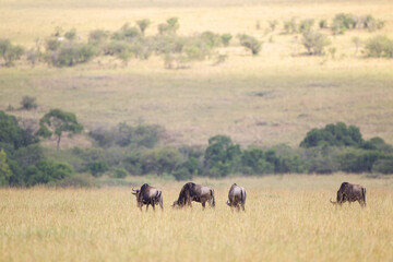Naklejka na ściany i meble Blue Wildebeest crossing the Mara River during the annual migration in Kenya 