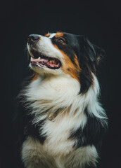 
Australian Shepherd portrait