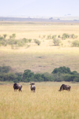 Fototapeta na wymiar Blue Wildebeest crossing the Mara River during the annual migration in Kenya 