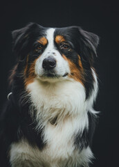 
Australian Shepherd portrait