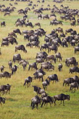 Blue Wildebeest crossing the Mara River during the annual migration in Kenya	