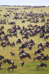 Blue Wildebeest crossing the Mara River during the annual migration in Kenya	