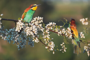 spring bright birds sing among the flowers
