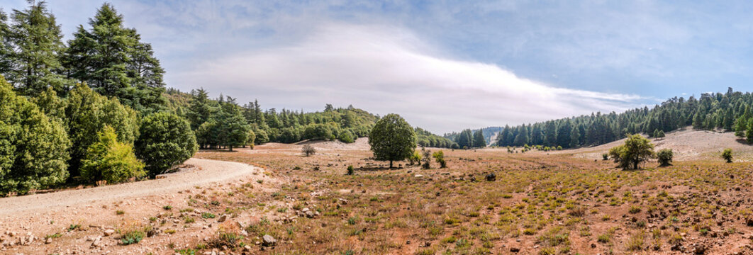 Panoramic view at Cedar forest in Middle Atlas mountains - Morocco