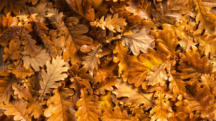 Oak leaves on a wooden table. Natural background of leaves