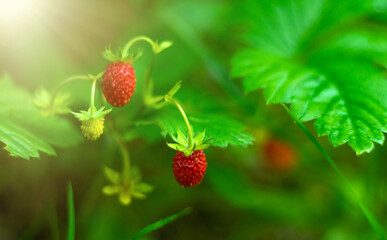 Red berries of wild strawberries. Green background with berries for congratulations. Summer forest vitamins. Strawberry flavor.