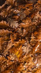 Oak leaves on a wooden table. Natural background of leaves