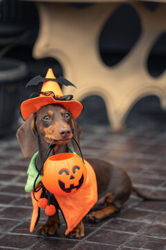 Dachshund with the halloween outfit