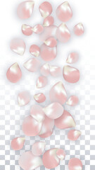 Pink Vector Realistic Petals Falling on Transparent Background. Spring Romantic Flowers Illustration. Flying Petals. Sakura Spa Design. Blossom Confetti. Design Elements for Wedding Decoration.