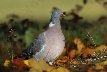 wood pigeon