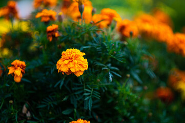 yellow marigold flowers on defocused garden background, soft focus floral background