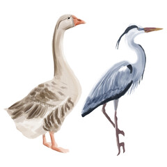 Watercolor  Goose and Heron animal isolated on a white background illustration.