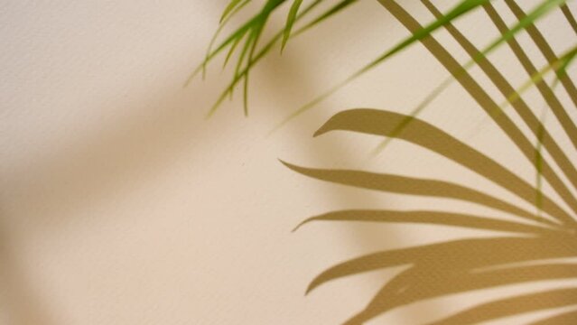green palm leaves with shadow sunlight white wall background