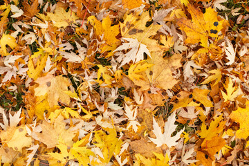 Autumn Leaves over wooden background. Autumn leaves frame